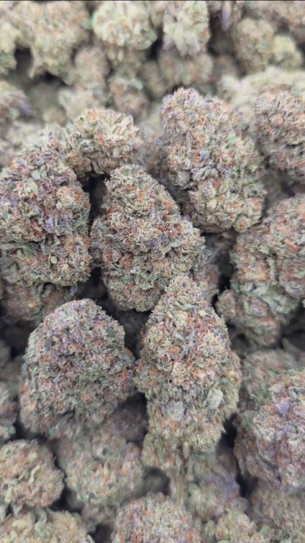 BLACK TRUFFLES  TOPSHELF INDOORS | GASSY CANDY  800