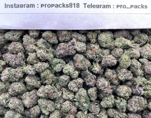 Mini Frosty Cream MochiZz ❄️ #V574C 🍡 (indoor)(mid-sized)