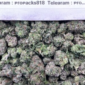 Mini Sugar RuntZz 🍬 #H357C 💠 (indoor)(mid-sized)