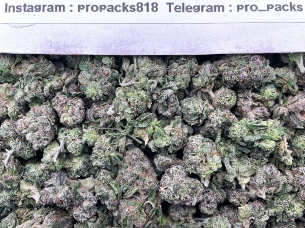 Mini Sugar RuntZz 🍬 #H357C 💠 (indoor)(mid-sized)