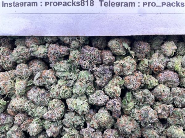 Purple Ghost Candy 👻 #H56B 🍬 (indoor)(mid-sized)