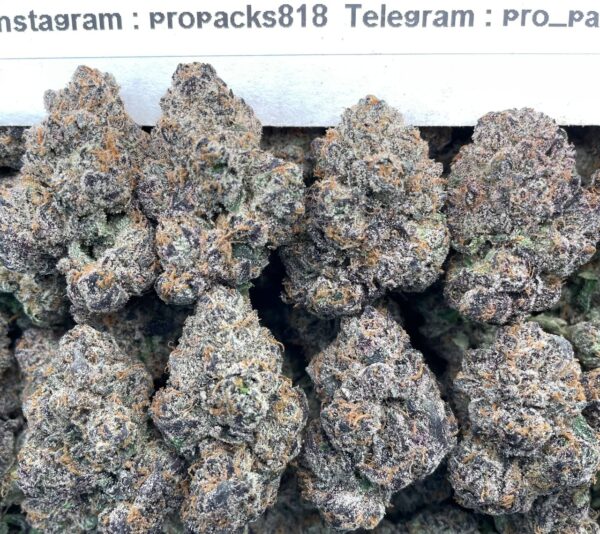 Purple Jolly Rancher 🍭 #V534A 💠 (indoor)(organic)