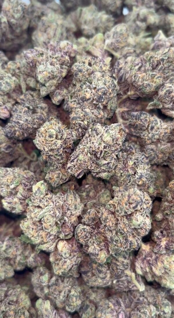 RAINBOW ZANGRIA  EXOTIC INDOORS | SUPER CANDY NOSE | 100% WHITE ASH  1150