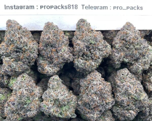 Razzberry Rocket Gelato 🍇 #H59B 🚀 (indoor)
