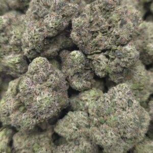 TROPICAL SKITTLES  EXOTIC INDOORS | SUPER CANDY NOSE