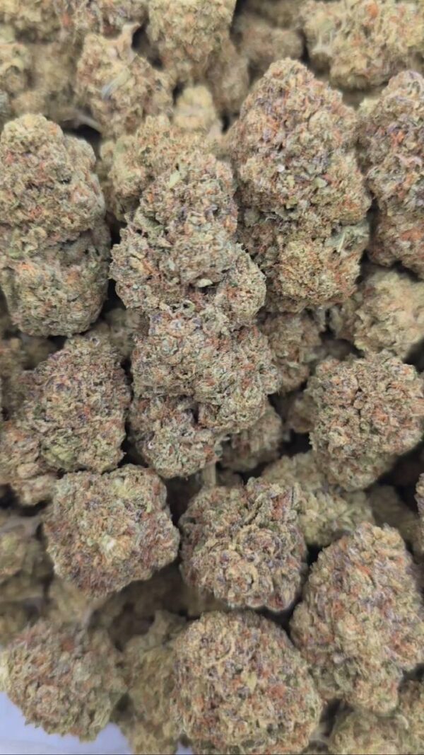 WHITE BISCOTTI  INDOORS | GASSY CANDY  575